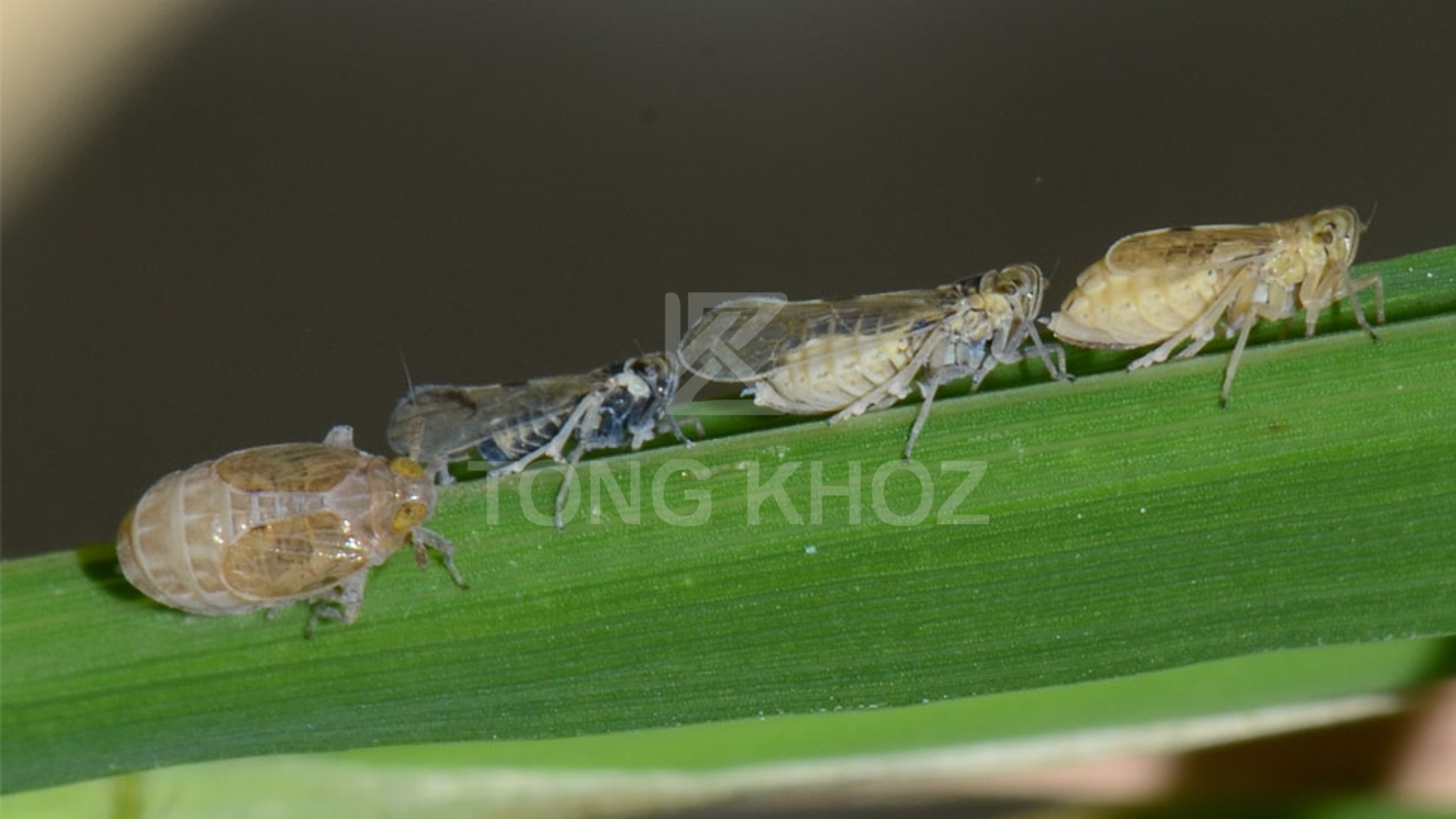 Công dụng chung Thuốc trừ sâu LOTOSHINE 400WP hiệu KILLRAYREB 500