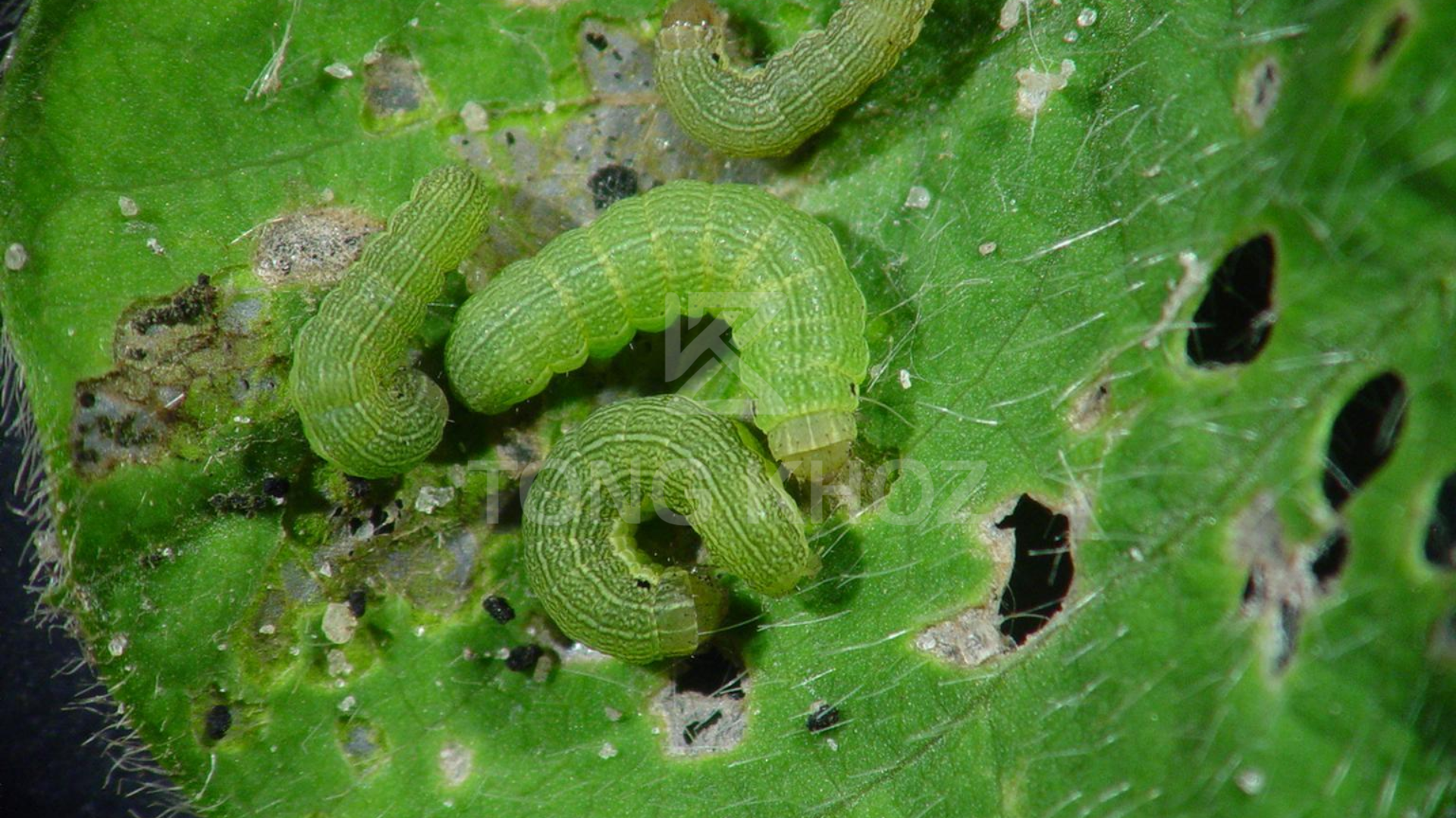 Công dụng Thuốc trừ sâu MARGO 20SC hiệu GOKILL 200SC