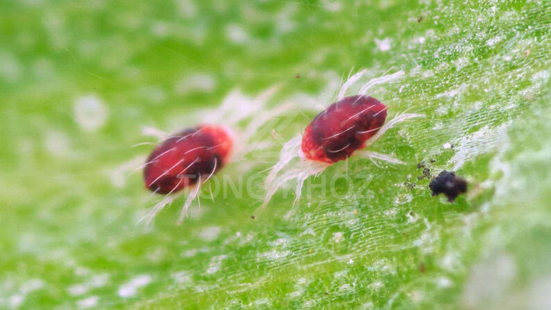 Công dụng Thuốc trừ sâu NASATA 5SC hiệu NEVERMITE 500