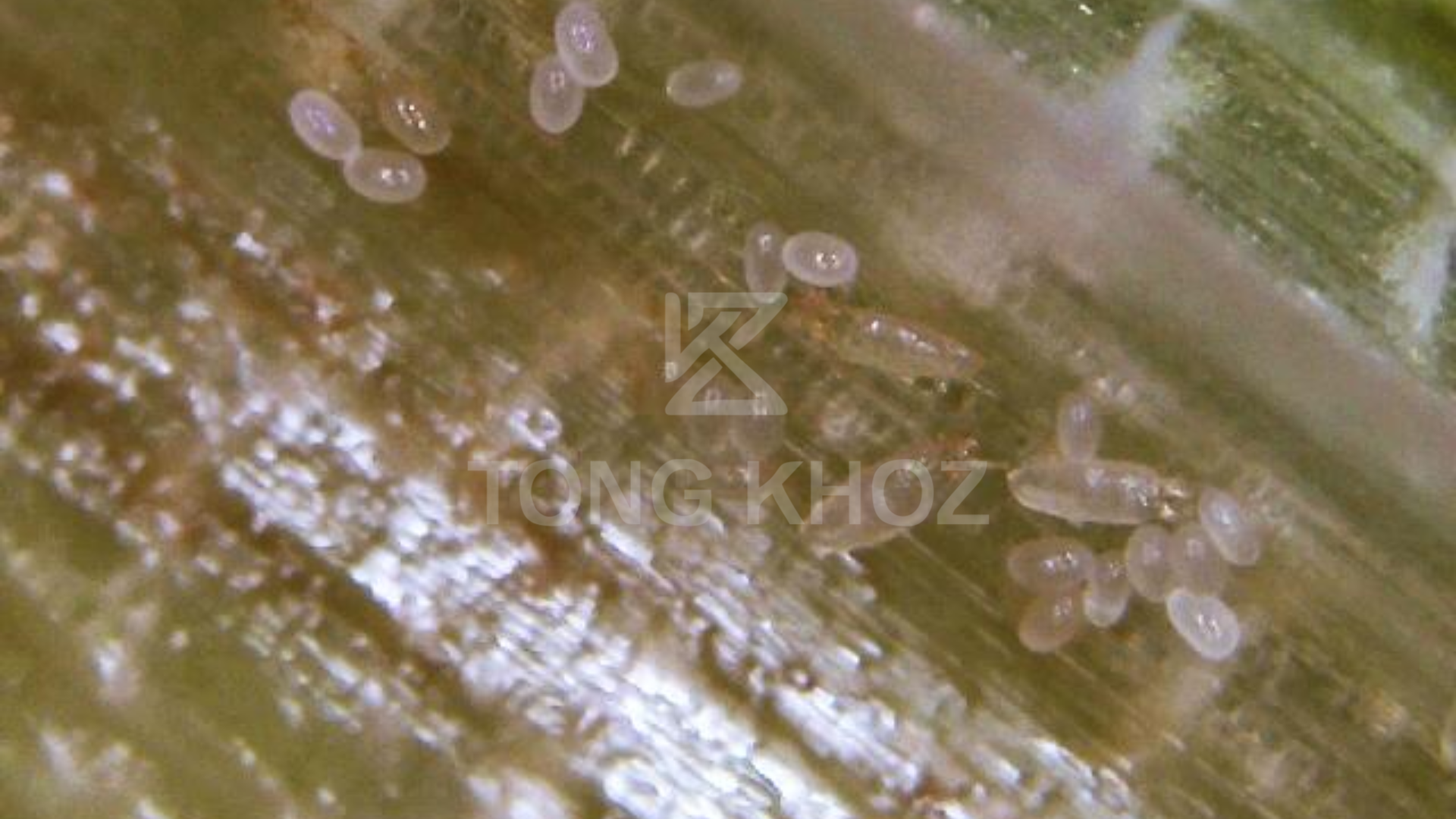 Công dụng Thuốc trừ sâu ONGTRUM 200EC Hiệu TRUMNHEN T