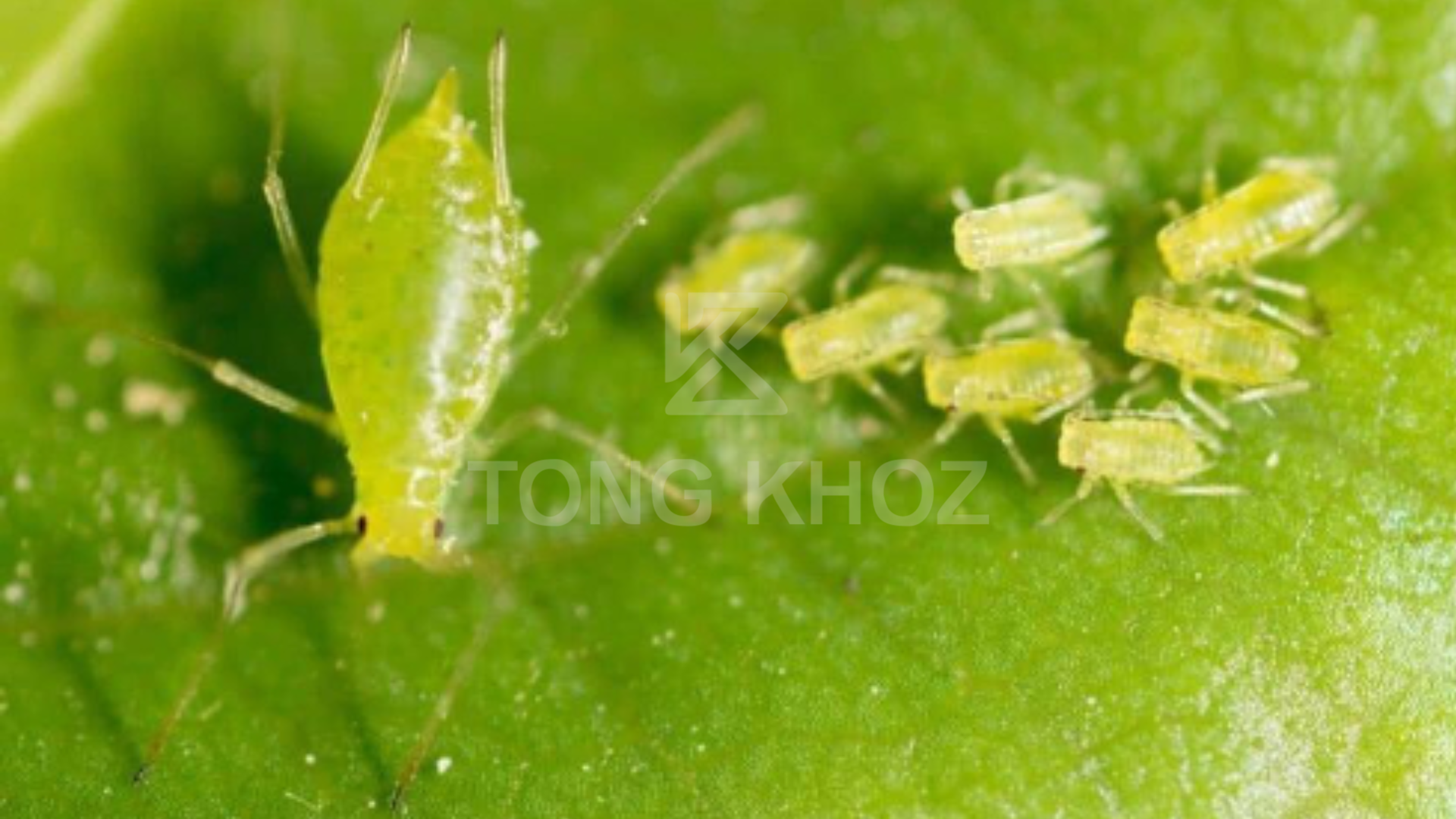 Công dụng Thuốc trừ sâu PYXOATE 44EC Hiệu HỔ VỆ 440