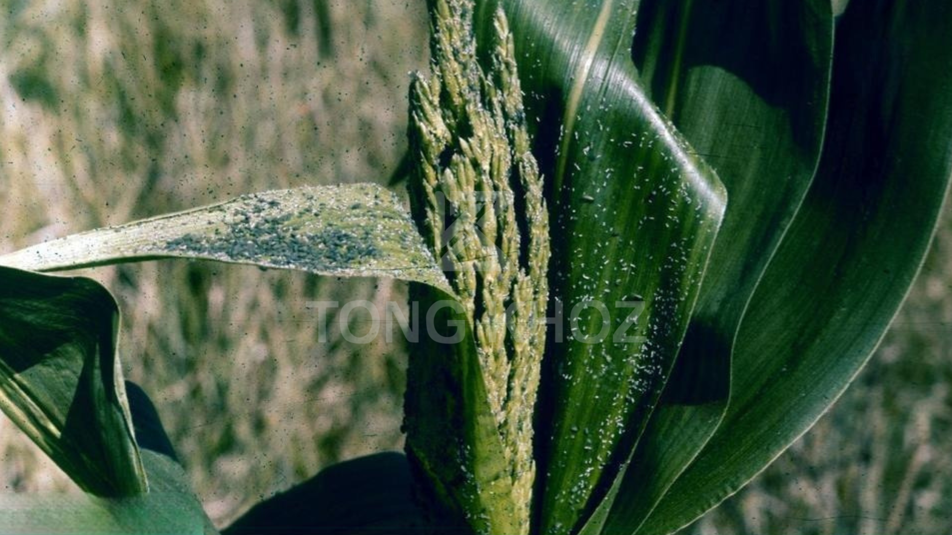 Công dụng thuốc trừ sâu PYXOATE 44EC Hiệu ZAKTHOR 44