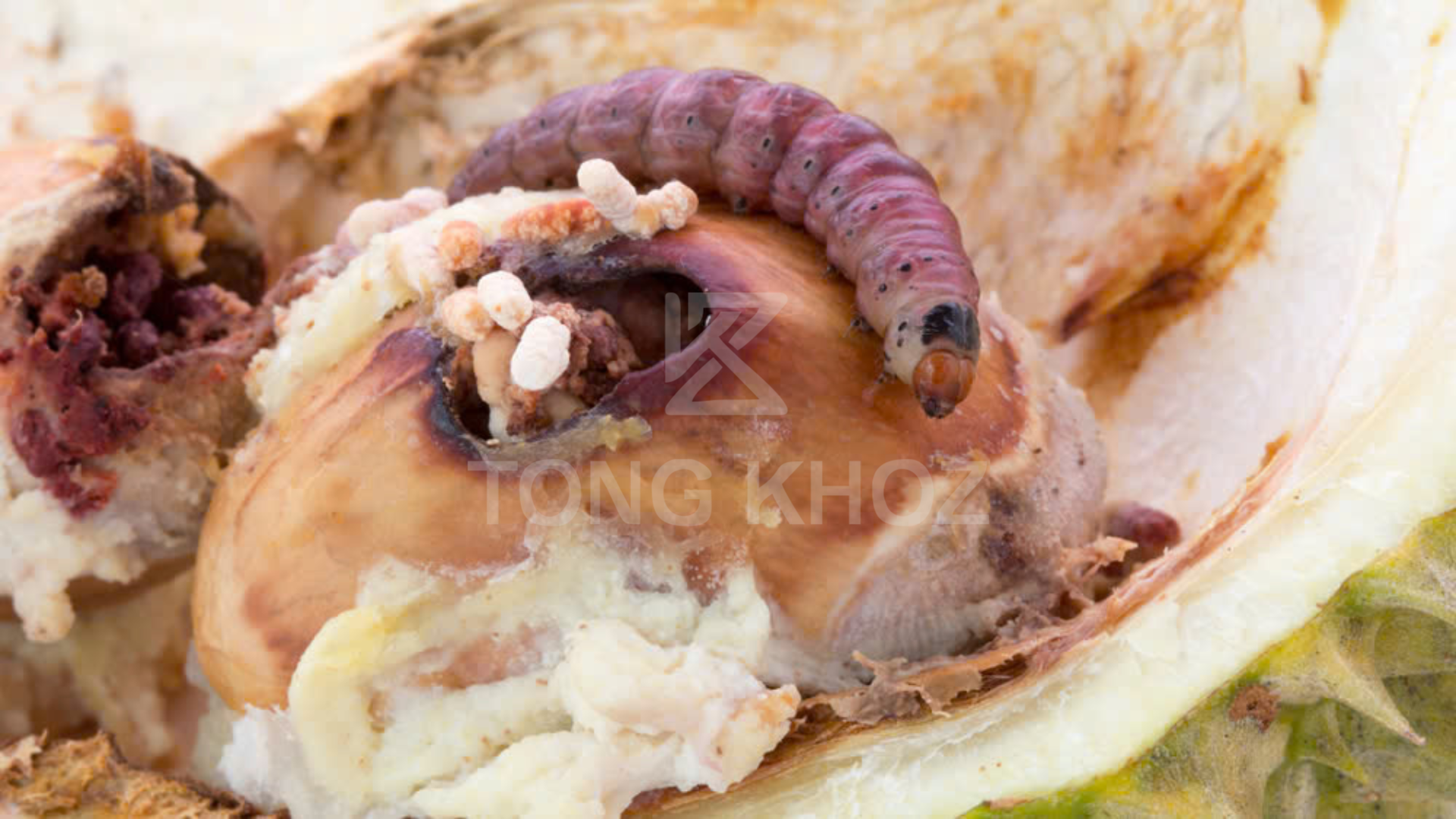 Công dụng Thuốc trừ sâu RICE NP 47SC Hiệu TRÁI CÀ ĐỎ