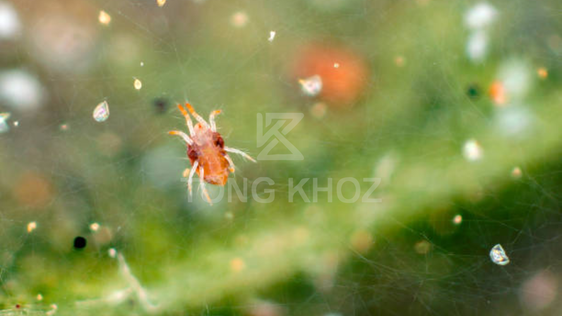 Công dụng Thuốc trừ sâu ROSSER 450SC hiệu SANNHEN-450