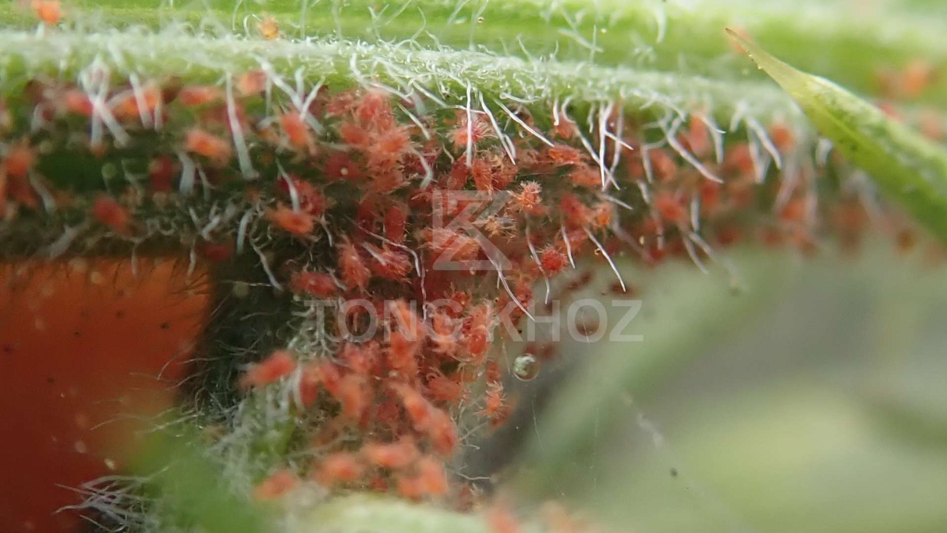 Công dụng Thuốc trừ sâu SAM SPIDER 500WP Hiệu X SPIDER 500