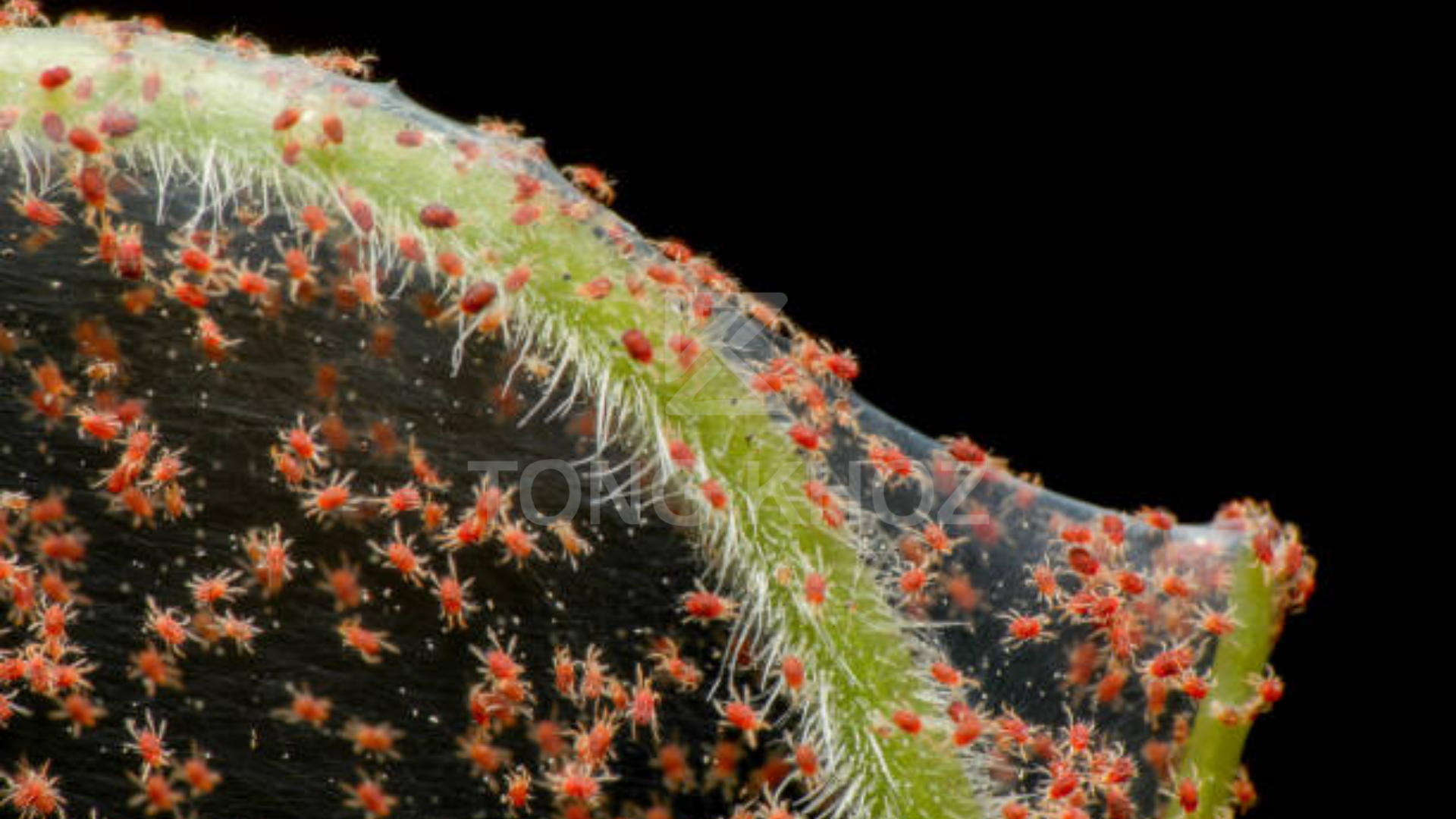 Công dụng Thuốc trừ sâu SAM SPIDER 500WP hiệu X-SPIDER 500