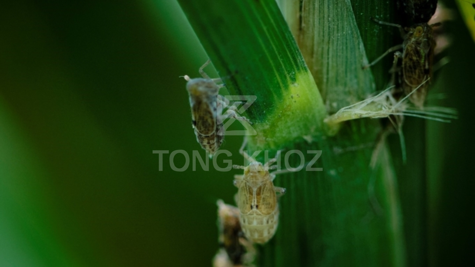 Công dụng Thuốc trừ sâu SIEUBUP 200WP Hiệu SANRAY 200