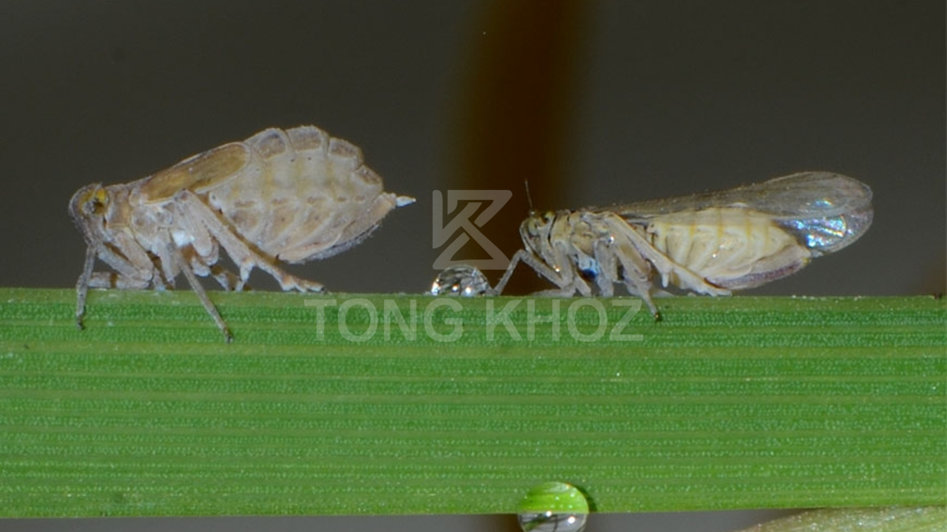 Công dụng Thuốc trừ sâu THIPRO 550EC hiệu Hổ Gầm Tái Xuất