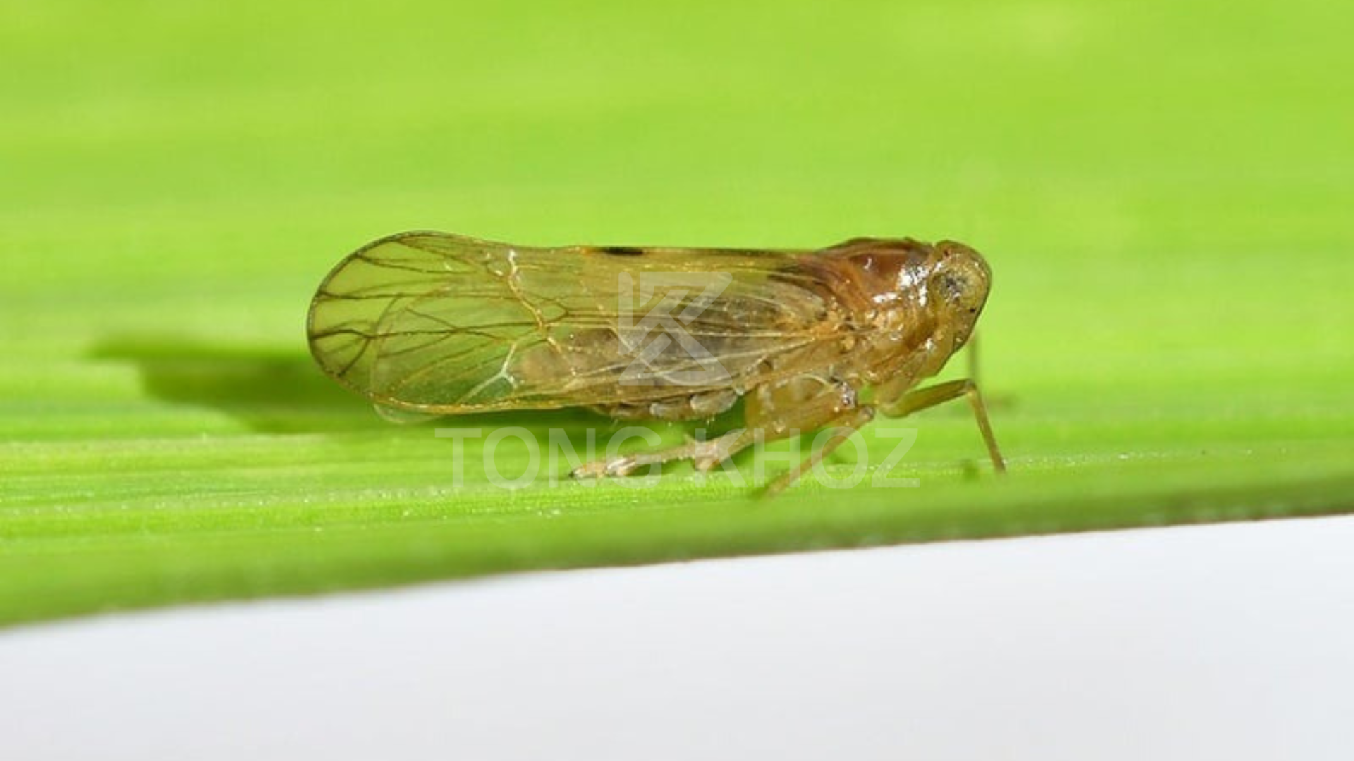 Công dụng Thuốc trừ sâu THIPRO 550EC Hiệu RAPTOR-X