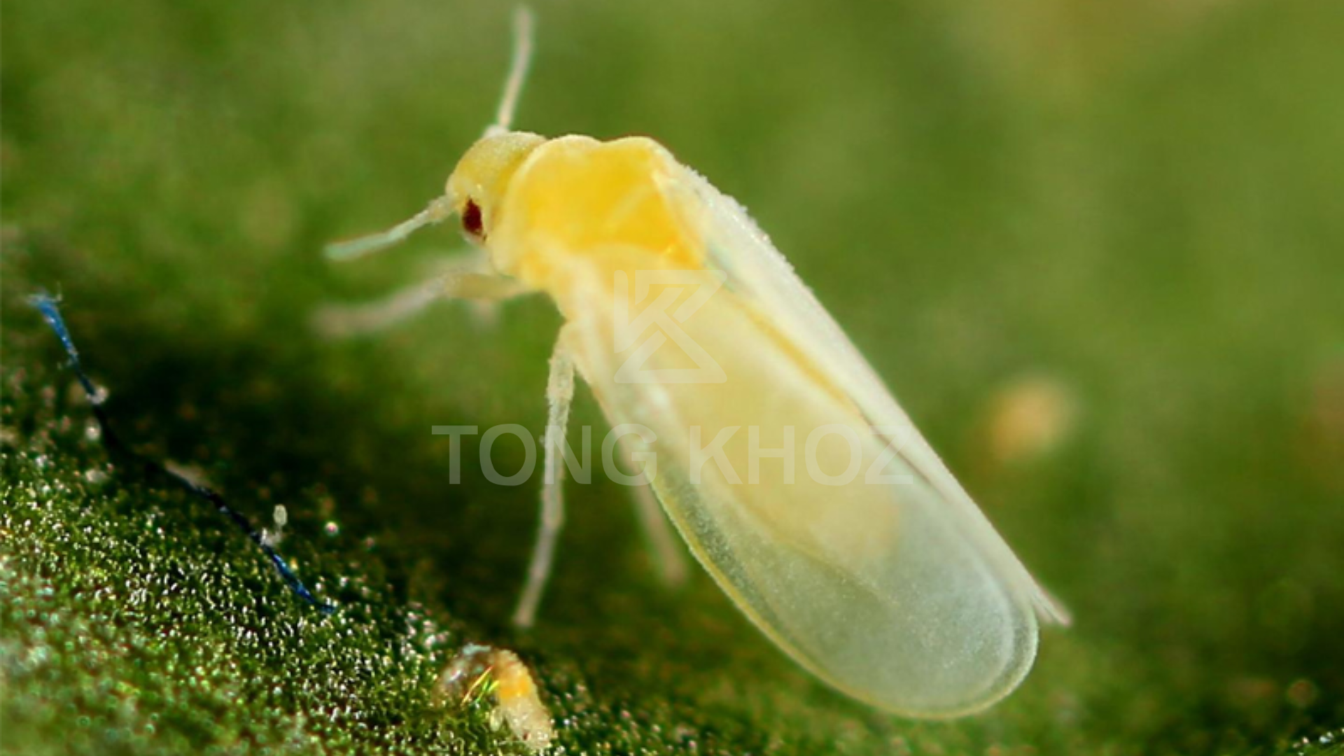 Công dụng Thuốc trừ sâu THIPRO 550EC Hiệu WOLTINUM