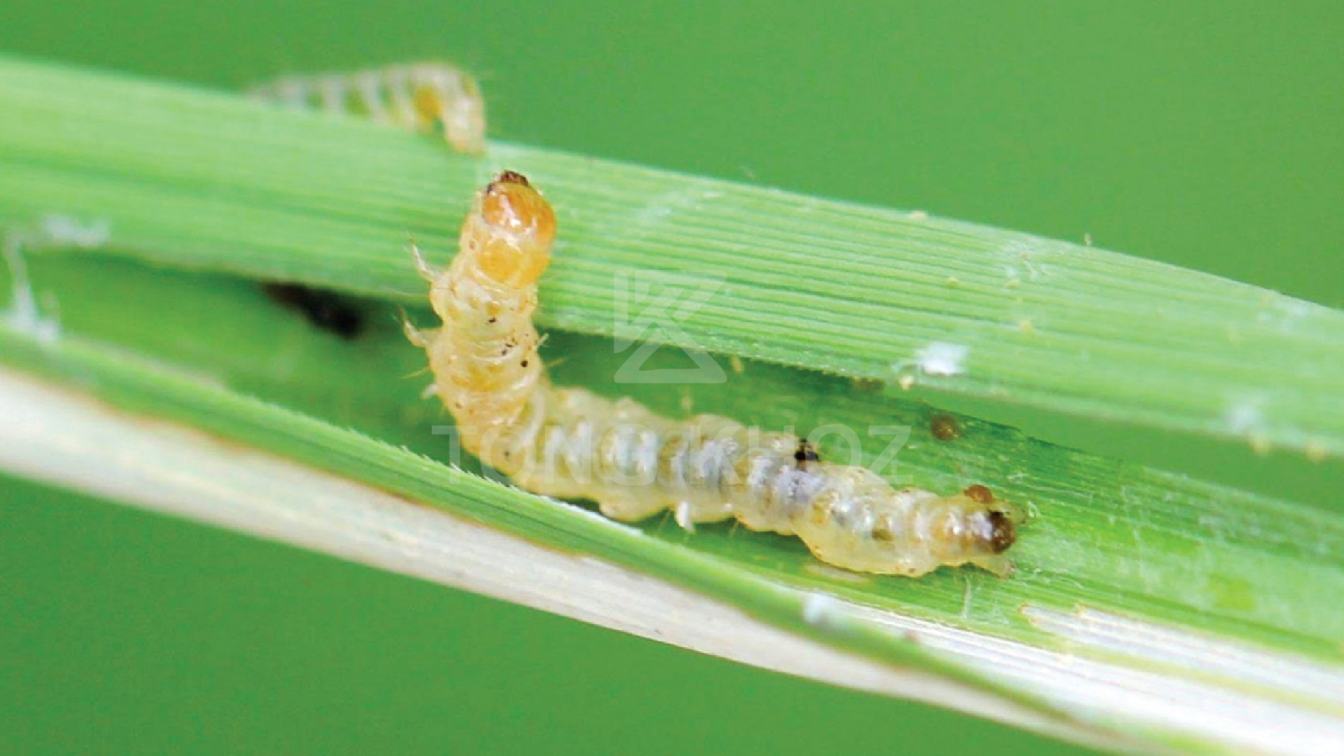 Công dụng của Thuốc trừ sâu TIGER FIVE 5EC hiệu SANABA 5.0