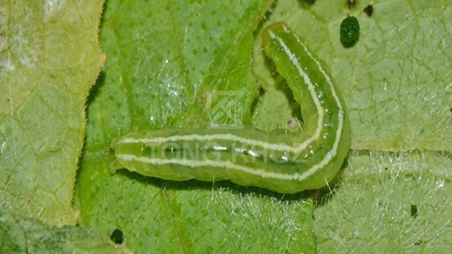 Công dụng Thuốc trừ sâu TRIA 12SC hiệu BEPSAU 120