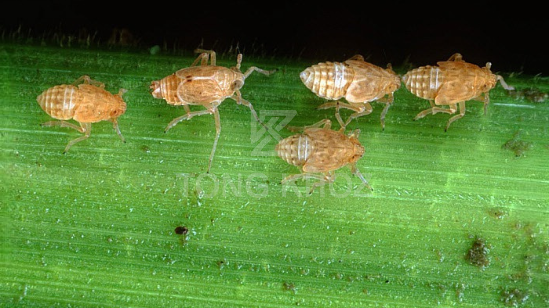 Công dụng Thuốc trừ sâu YAPOKO 250SC Hiệu REGANL ENERGY GOLD