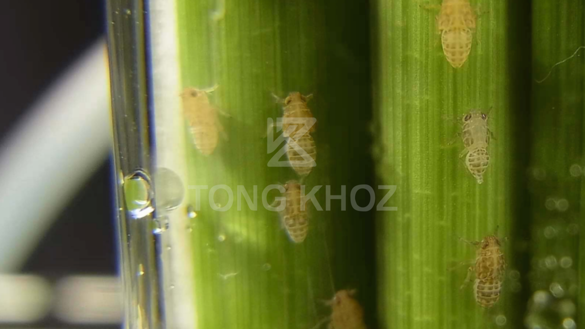 Công dụng Thuốc trừ sâu ZHEDS 555WG Hiệu CAT UP 555