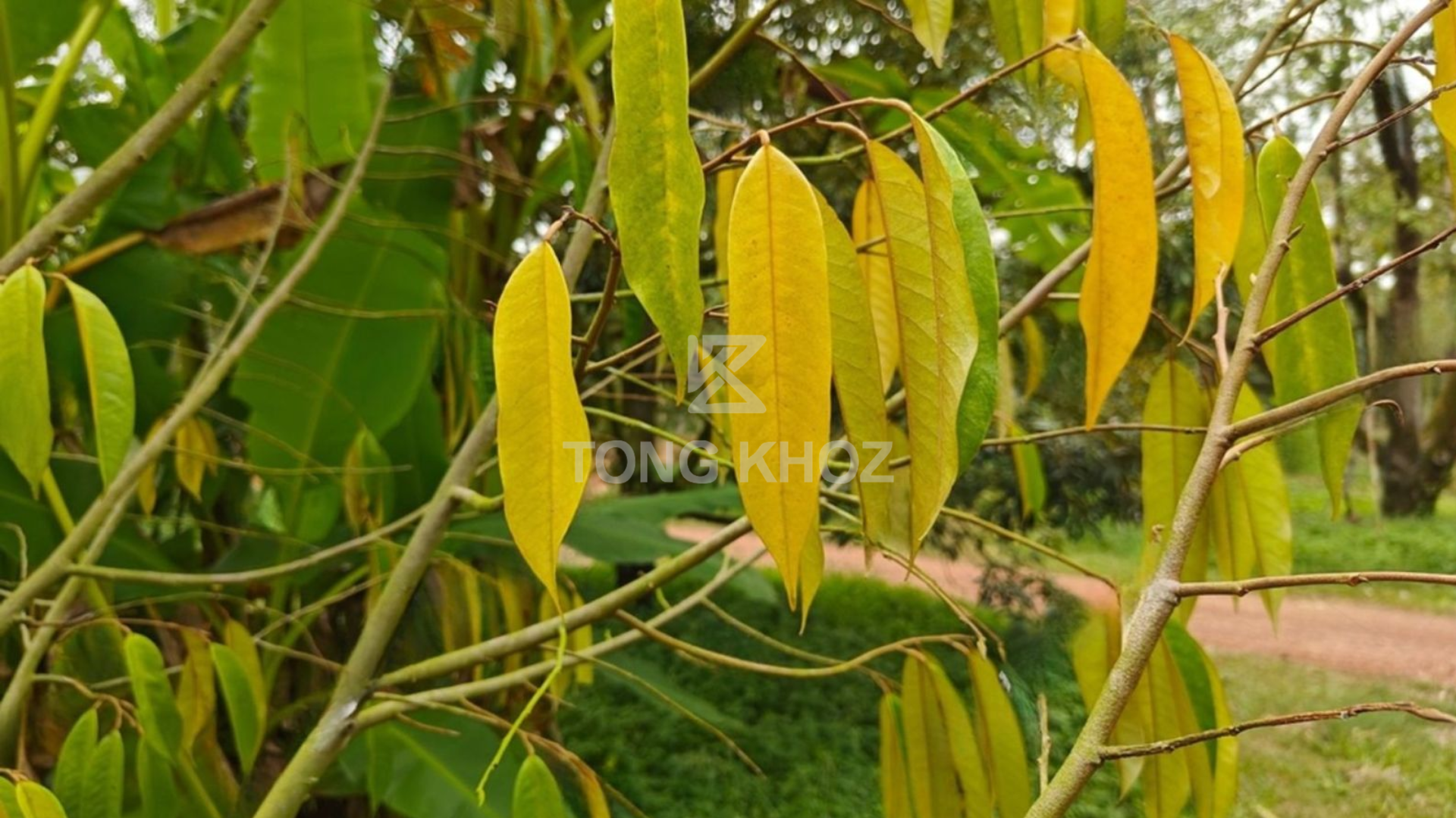 Nguyên nhân sầu riêng bị vàng lá