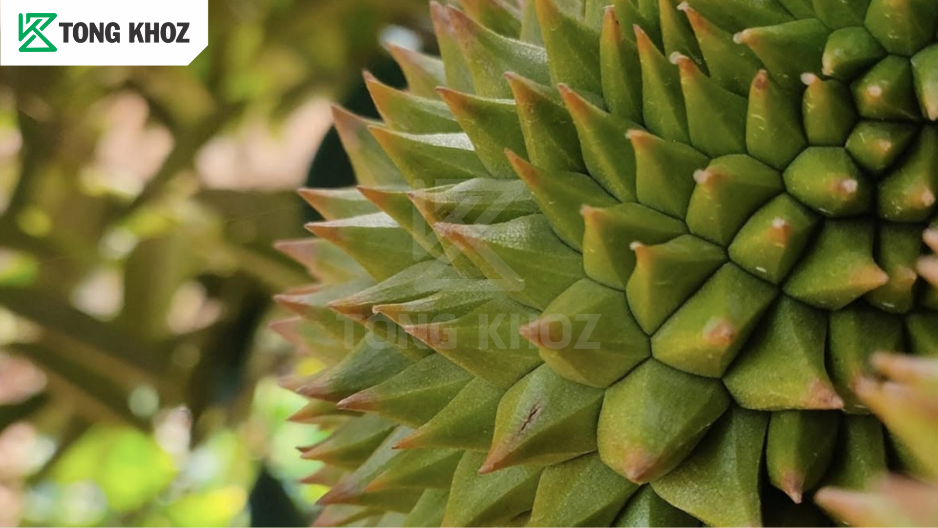 Sầu riêng bị đỏ gai là gì?