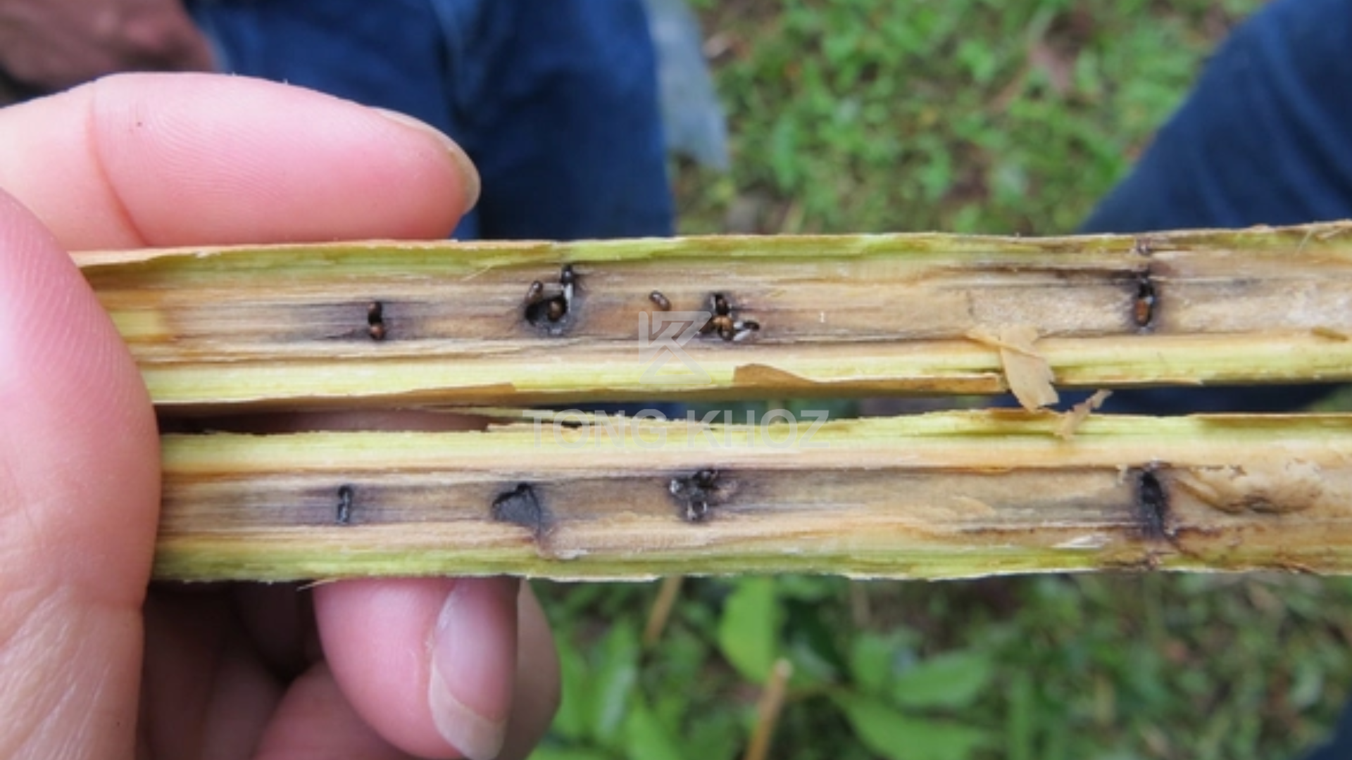 Tác hại của mọt đục cành cà phê