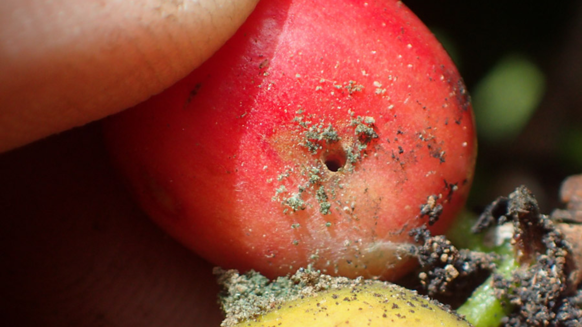 Tác hại mọt đục quả cà phê