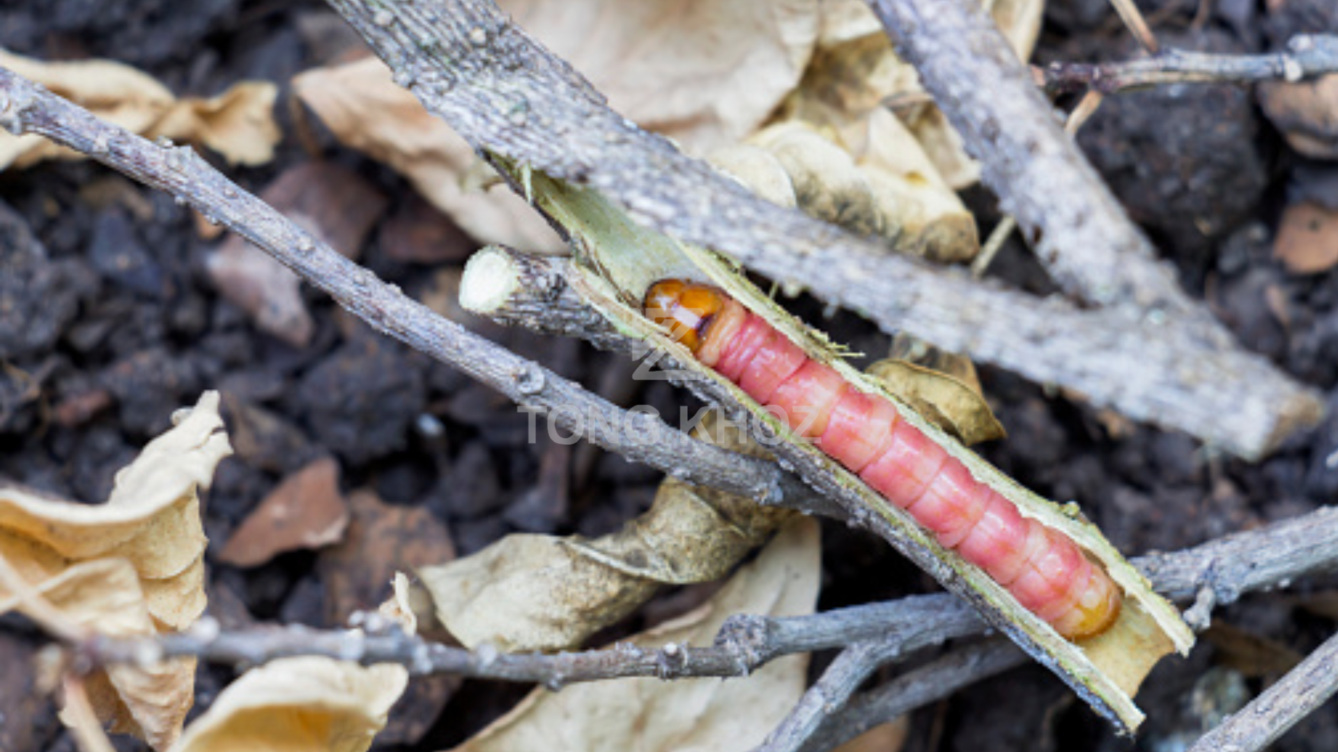 Tác hại sâu đục thân mình đỏ hại cà phê 