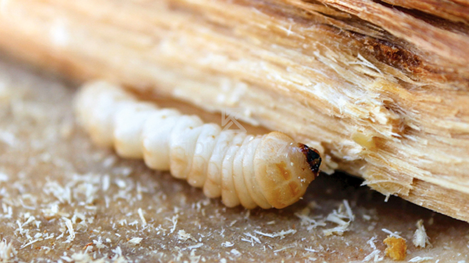 Thông tin sâu đục thân mình trắng cà phê