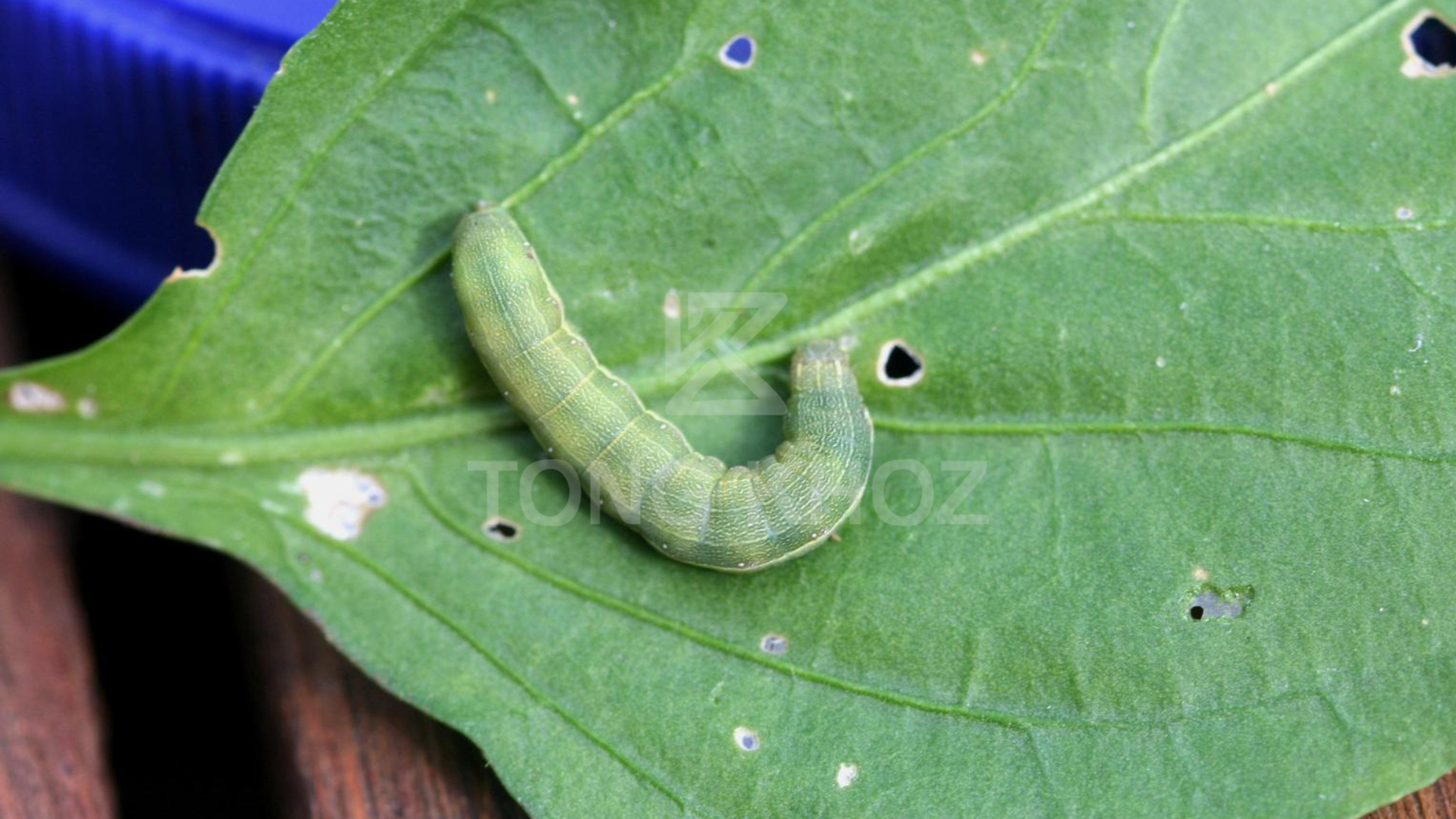 Ưu điểm sản phẩm