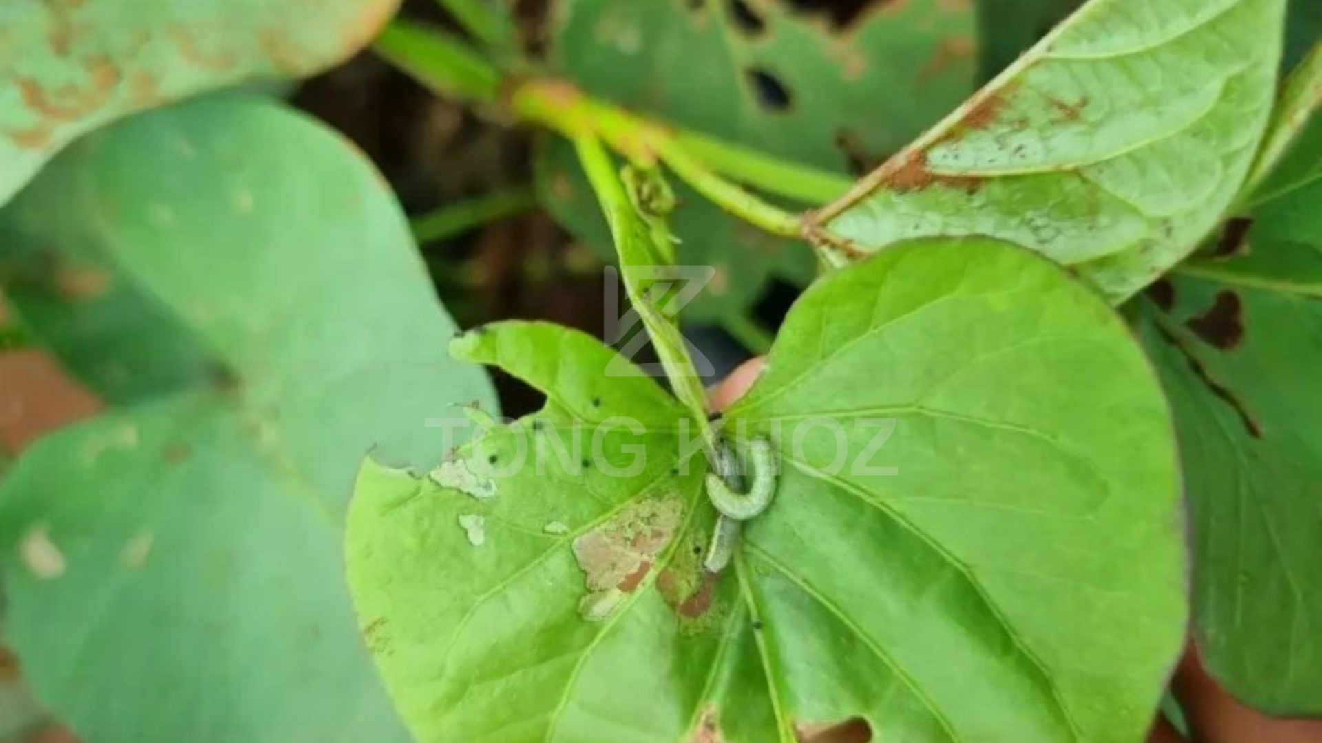 Ưu điểm sản phẩm