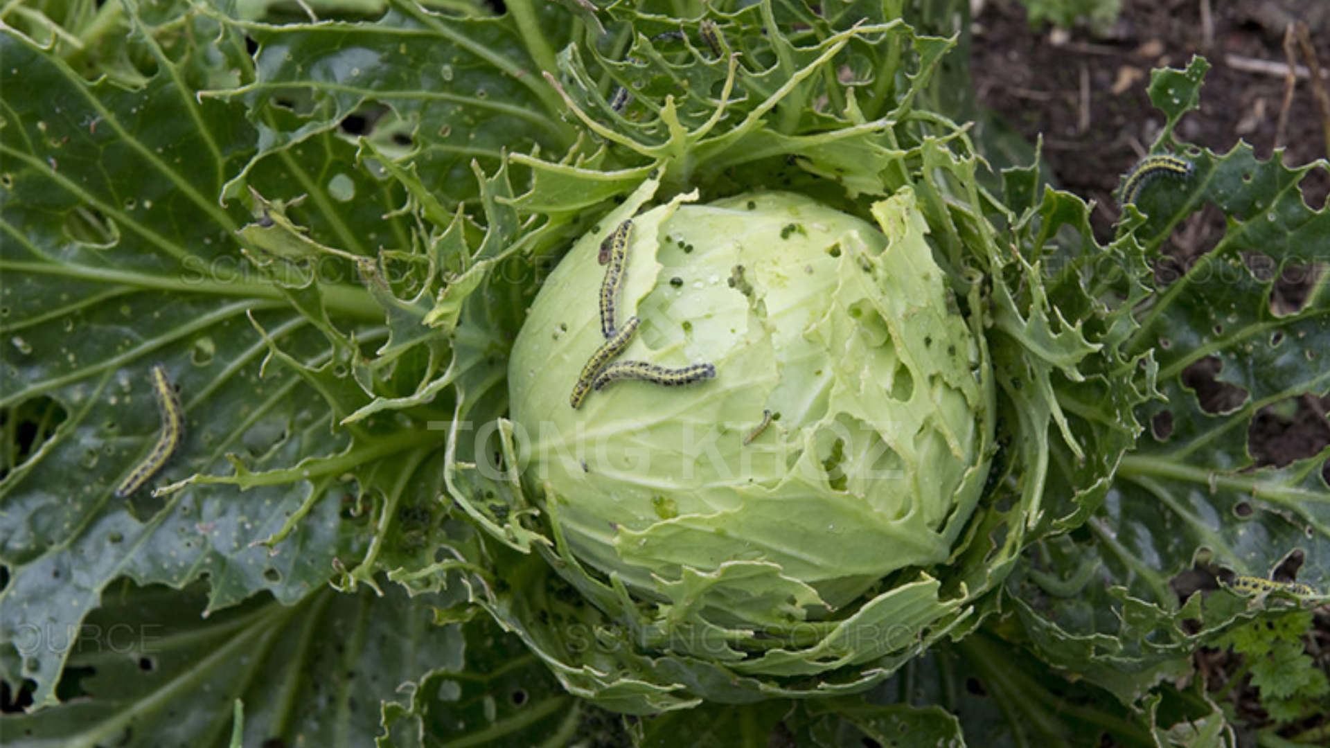 Ưu điểm sản phẩm