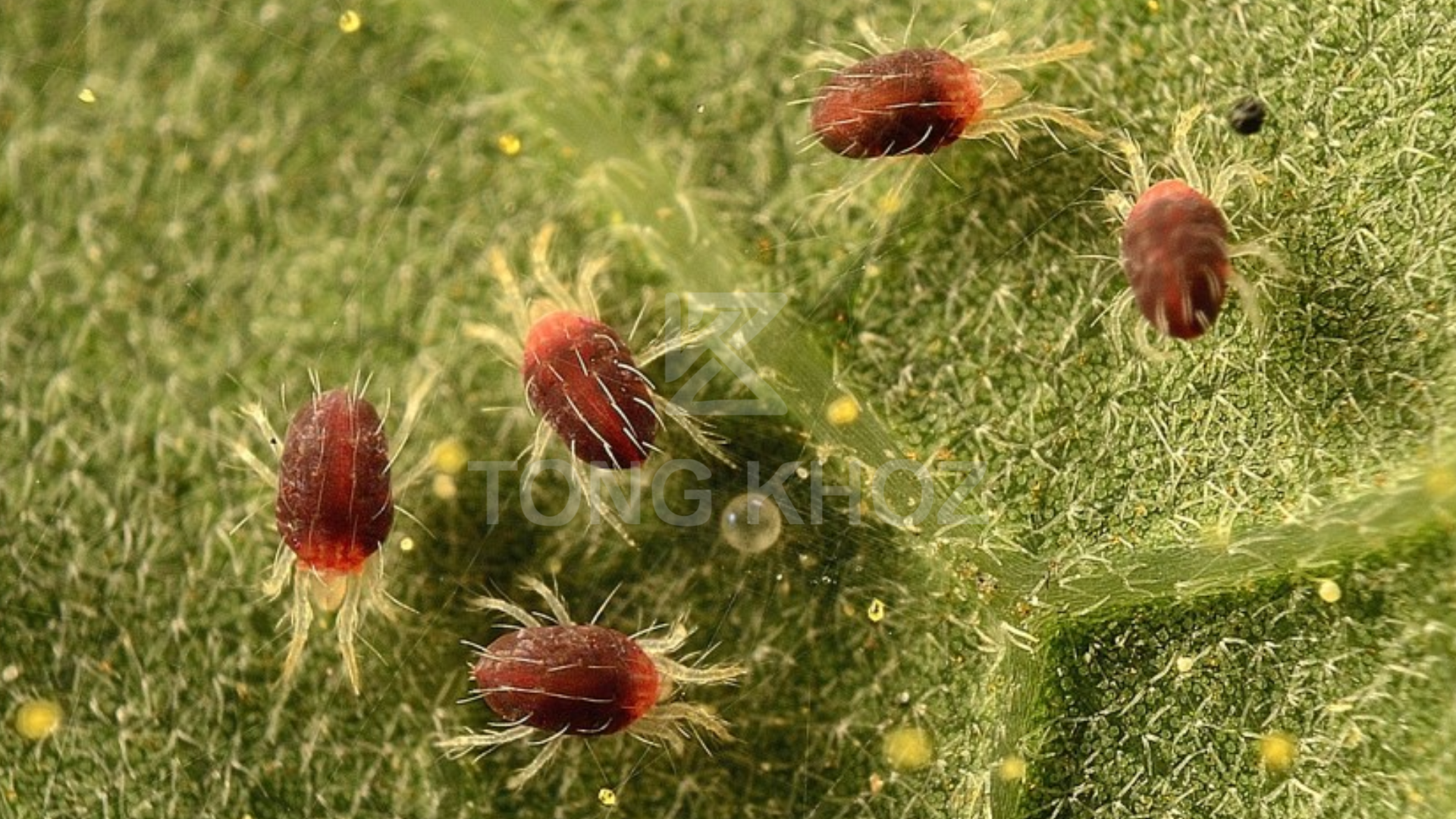 Ưu điểm sản phẩm