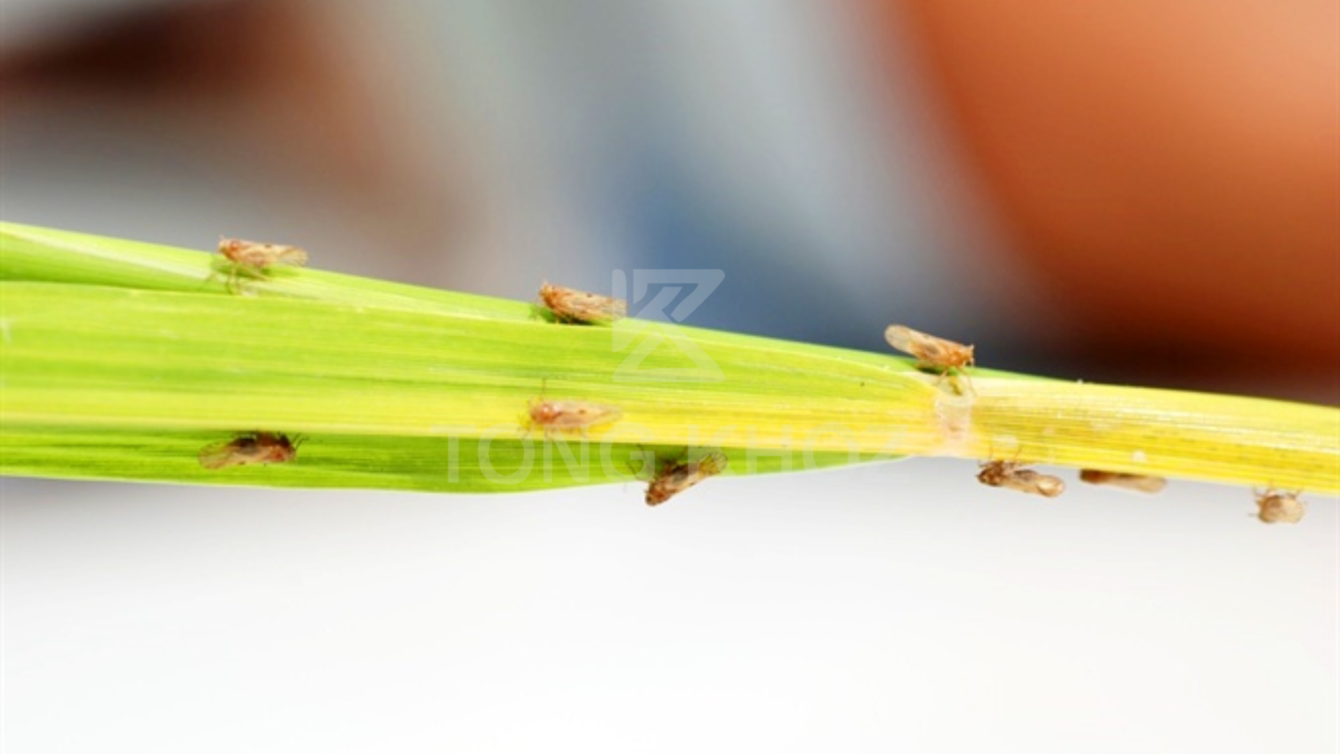 Ưu điểm sản phẩm