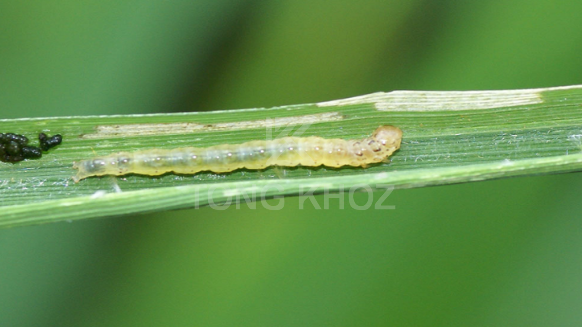 Ưu điểm sản phẩm