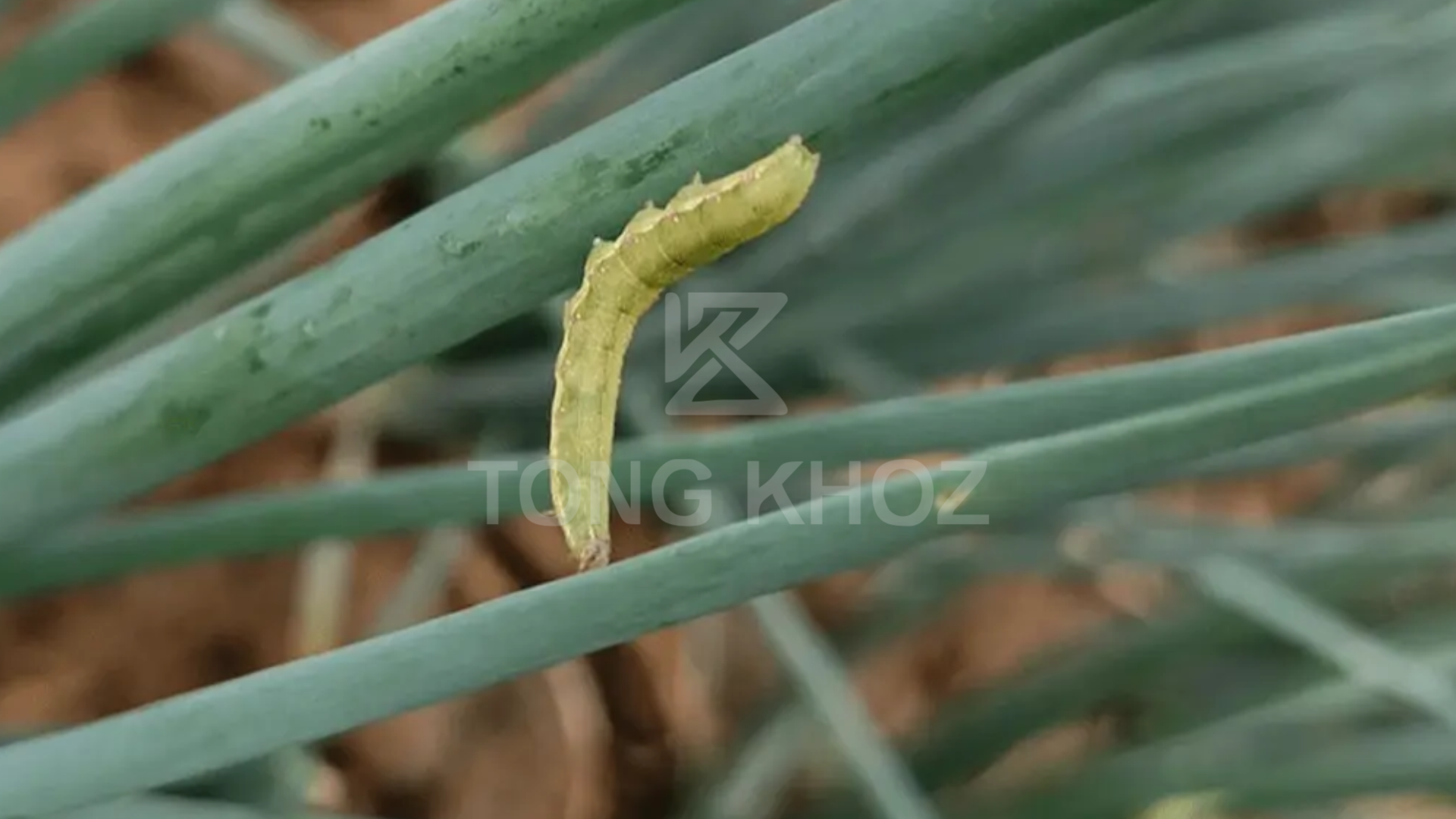 Ưu điểm Thuốc trừ sâu TRIA 12SC hiệu BEPSAU 120