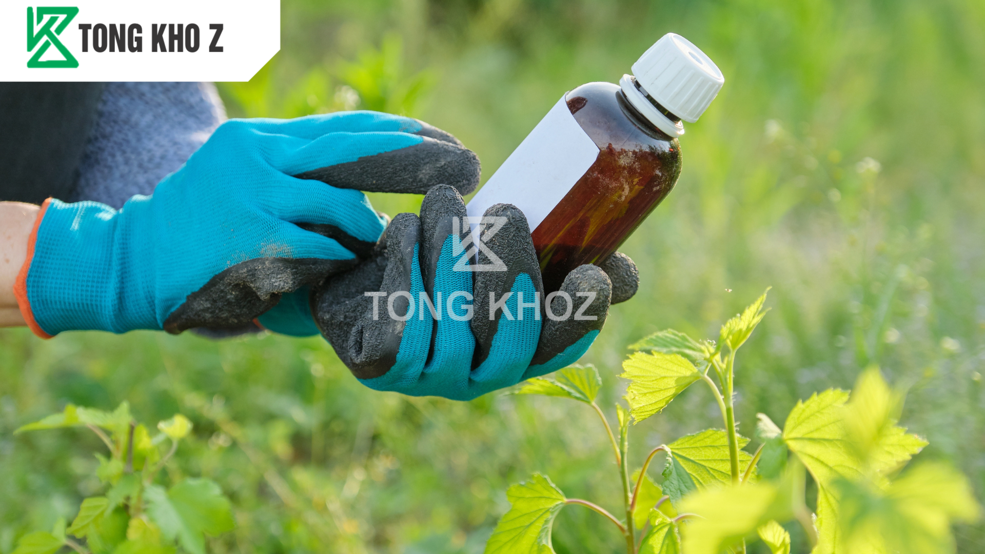 Cách dùng phân bón bật chồi để chồi ra đều, lá xanh dày