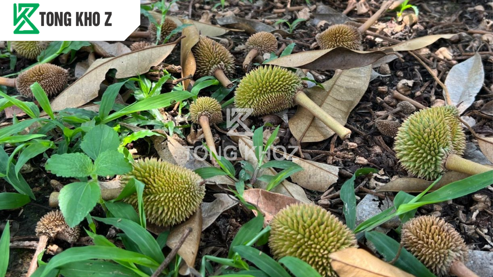 Câu hỏi thường gặp