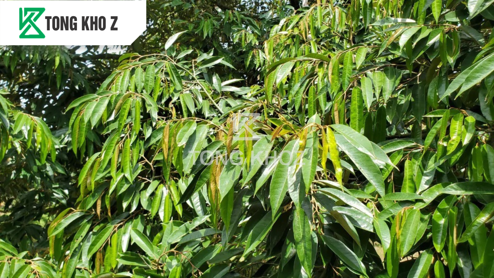 Câu hỏi thường gặp