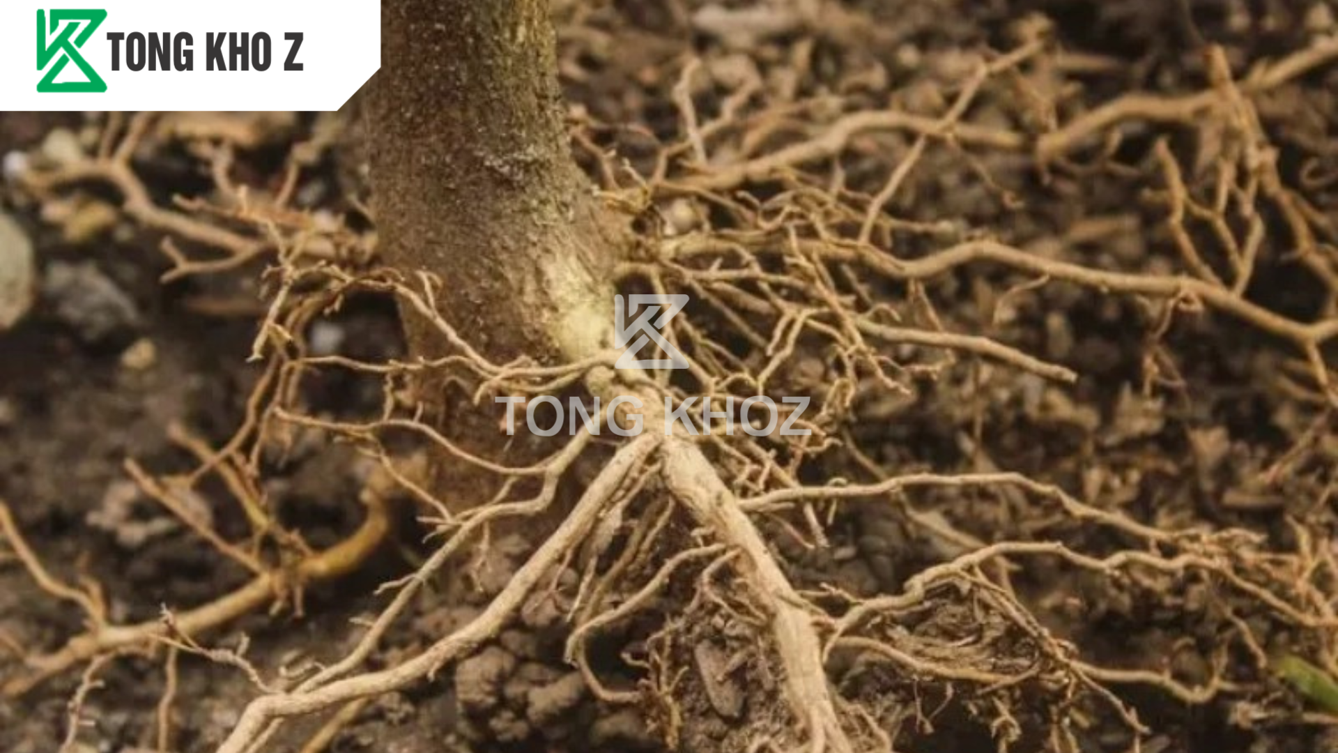 Công dụng của phân bón hữu cơ cho sầu riêng