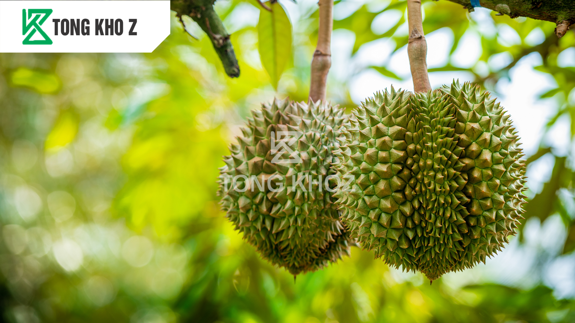 Giới thiệu về cây sầu riêng