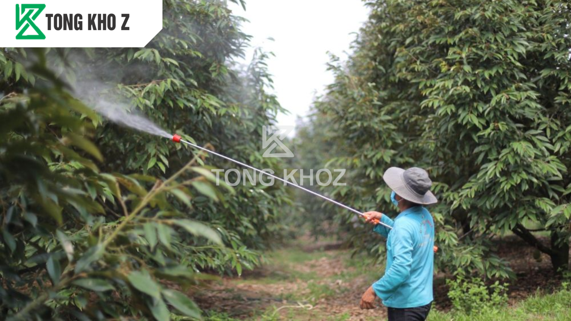 Khi nào sầu riêng cần dùng phân bón dày lá?