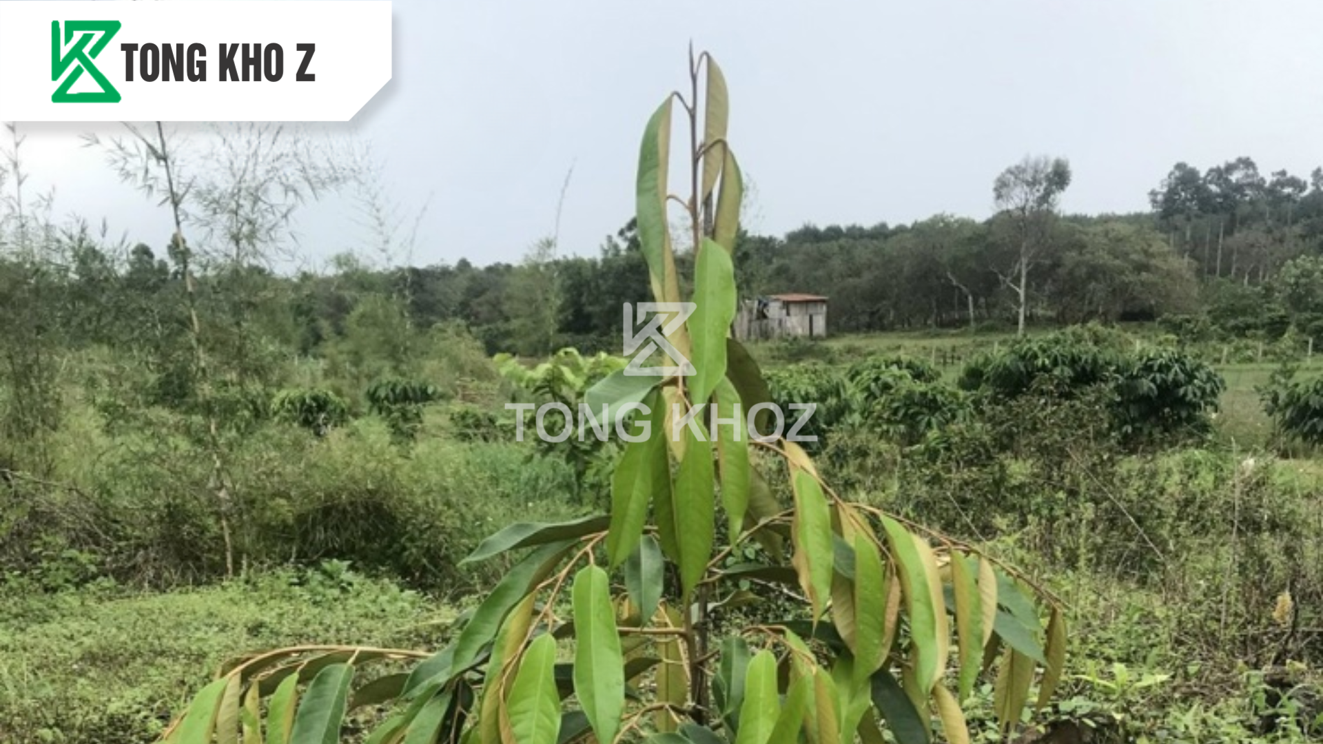 Nguyên nhân làm cây sầu riêng bị vống đọt