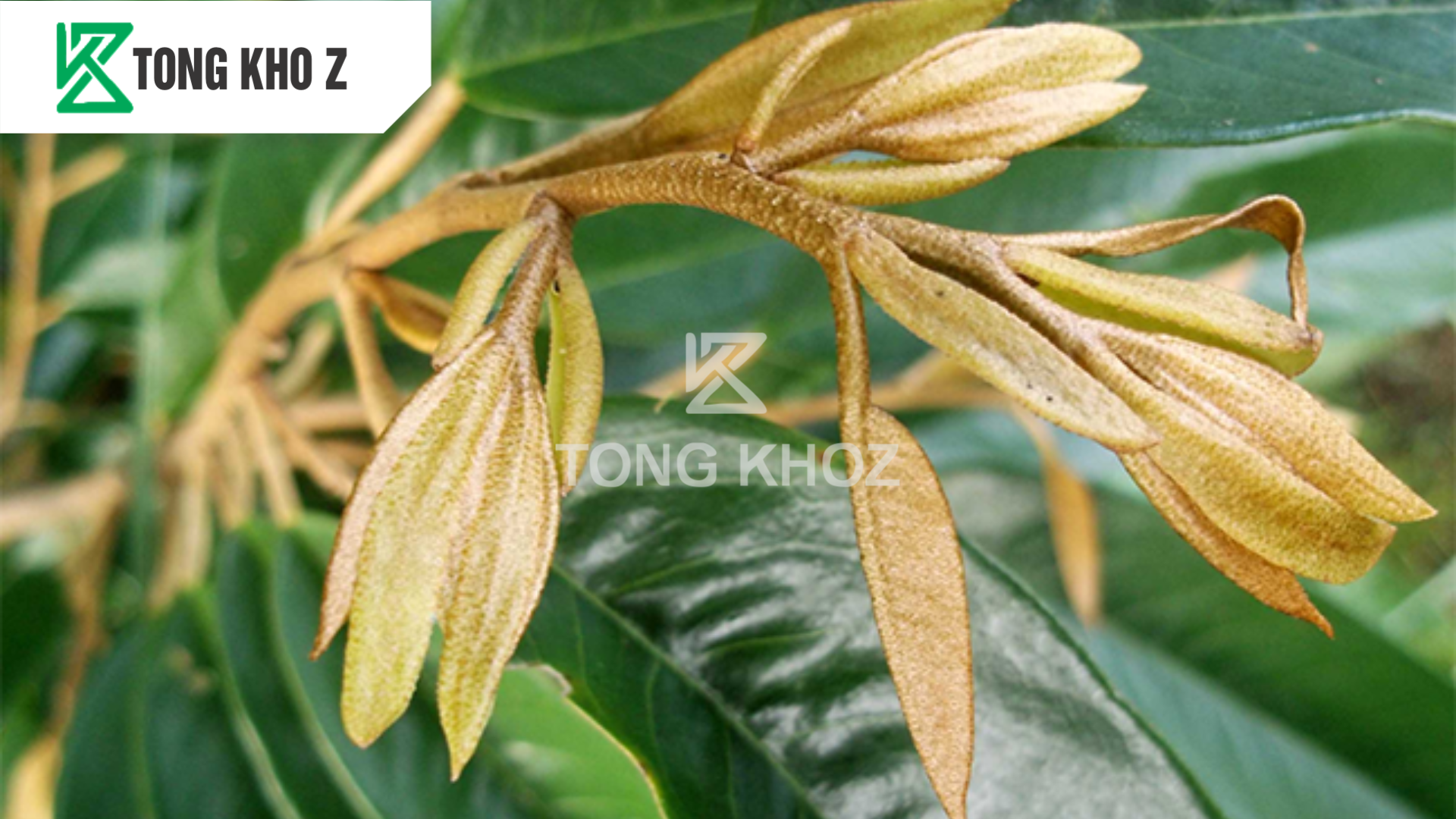 Phân bón bật chồi là gì?