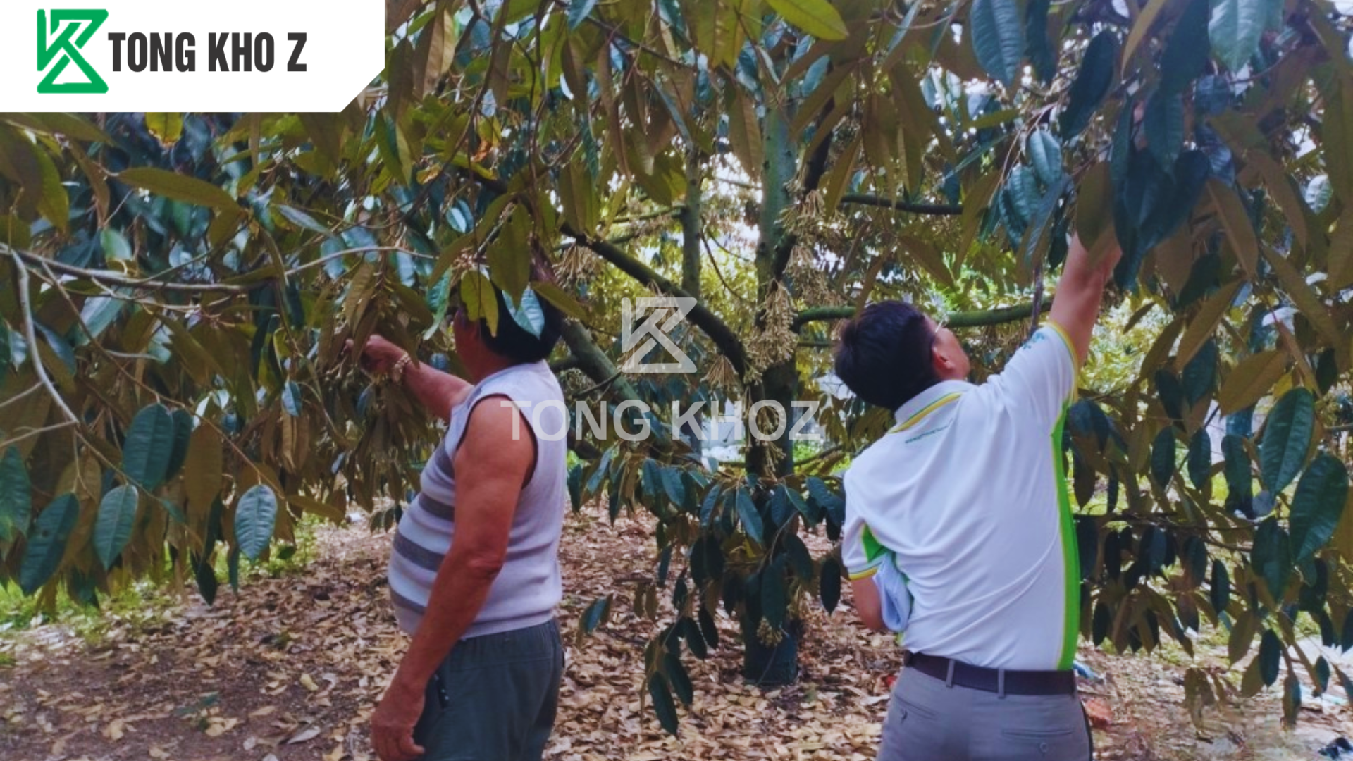 Phân bón chống rụng hoa hoạt động như thế nào 