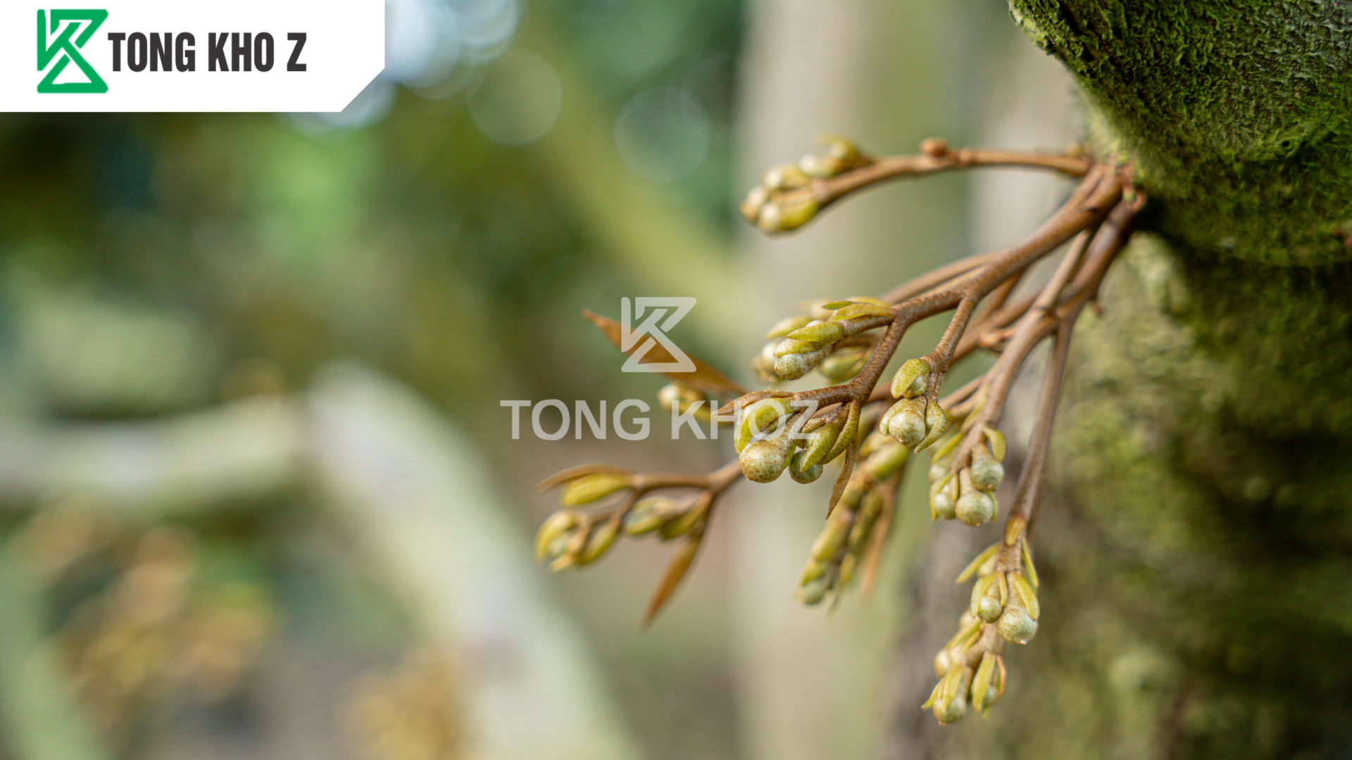 Phân bón chống rụng hoa là gì?