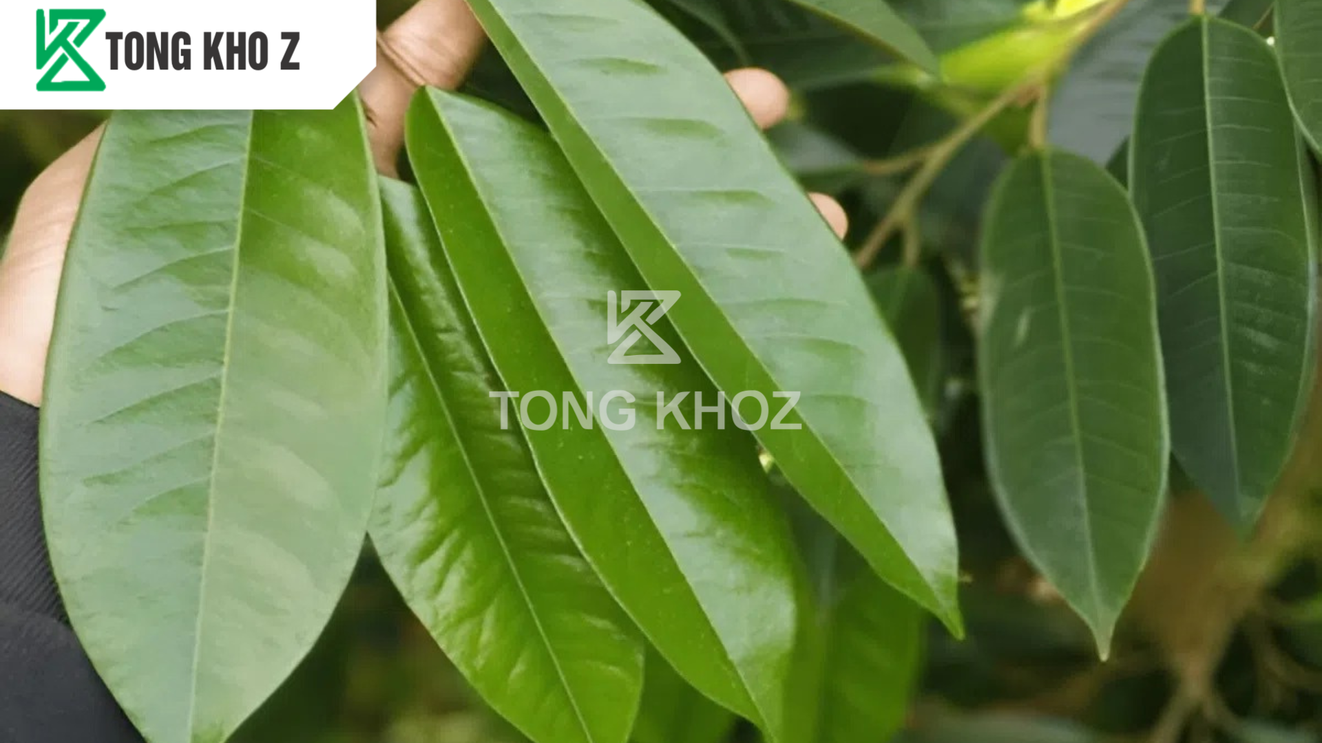 Phân bón dày lá là gì?