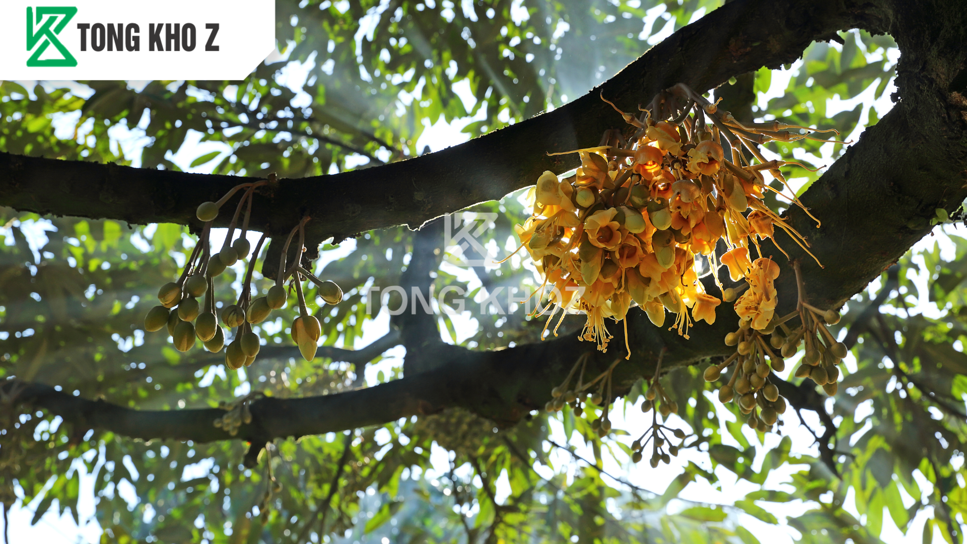 Phân bón dưỡng hoa là gì?