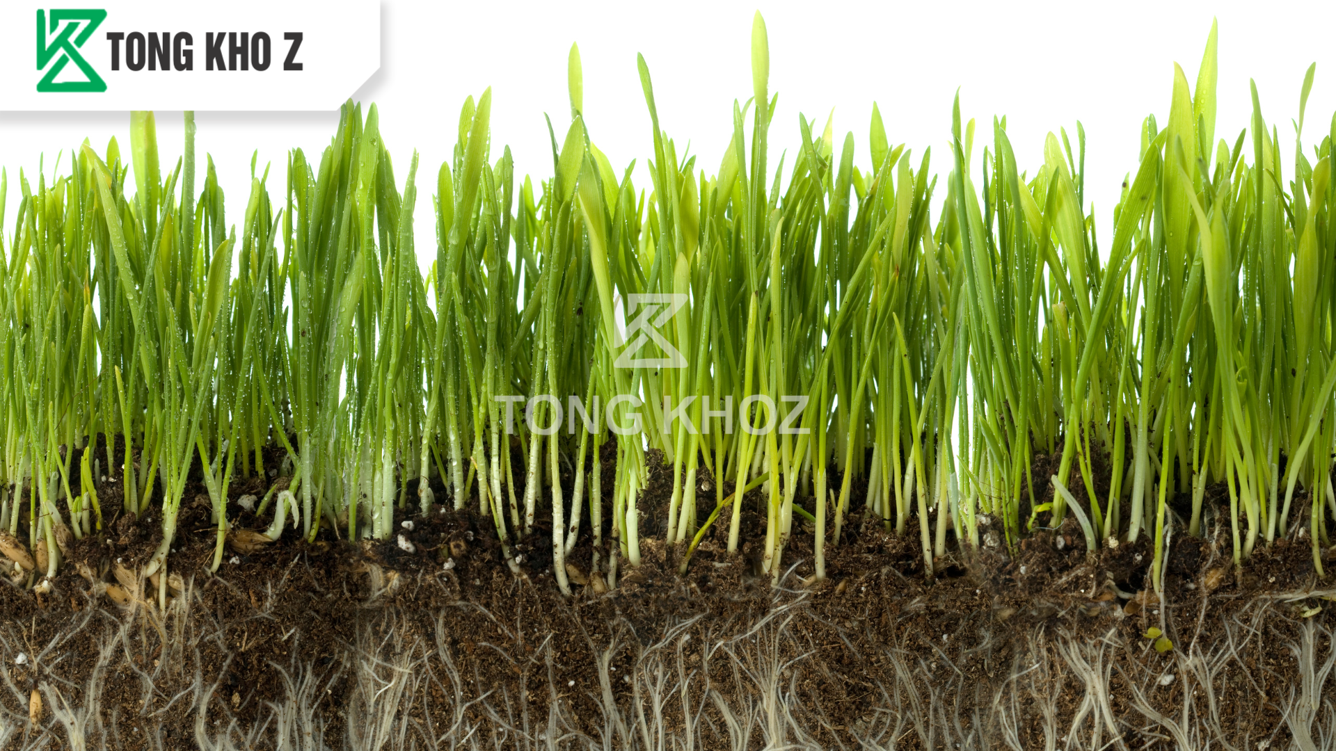 Phân bón kích rễ là gì?