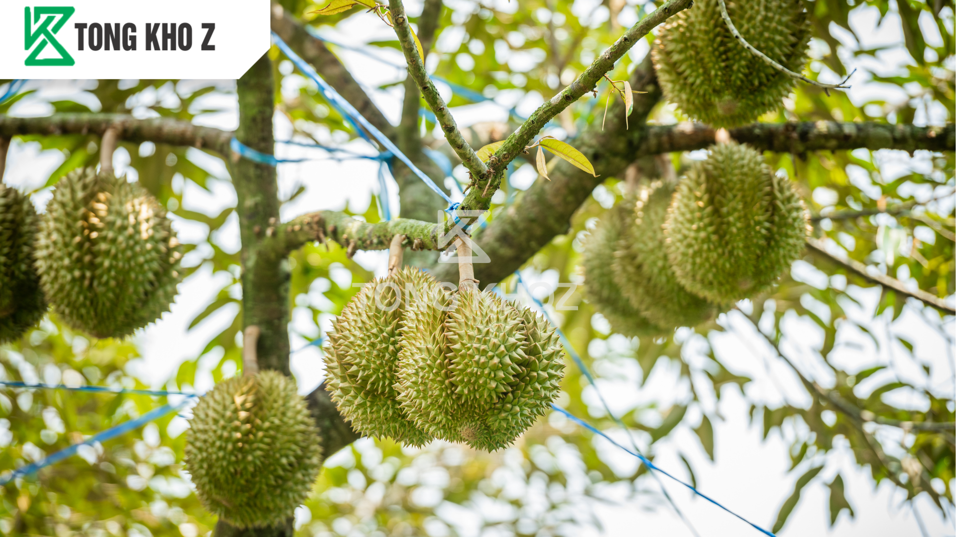 Phân bón tăng đậu trái là gì?