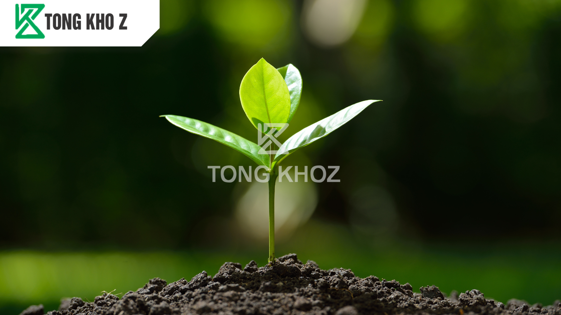 Phân bón xanh lá là gì?