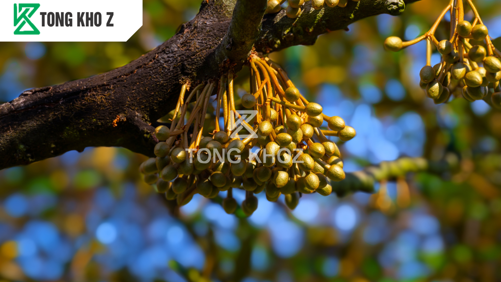 Phân bón ra hoa sầu riêng là gì? 