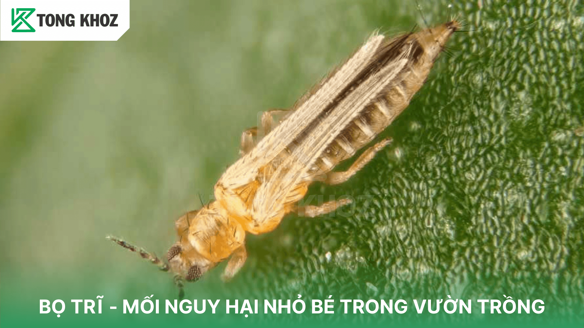 BỌ TRĨ – MỐI NGUY HẠI NHỎ BÉ TRONG VƯỜN TRỒNG