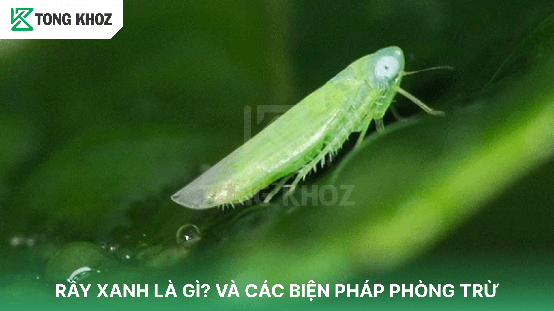 RẦY XANH LÀ GÌ? VÀ CÁC BIỆN PHÁP PHÒNG TRỪ