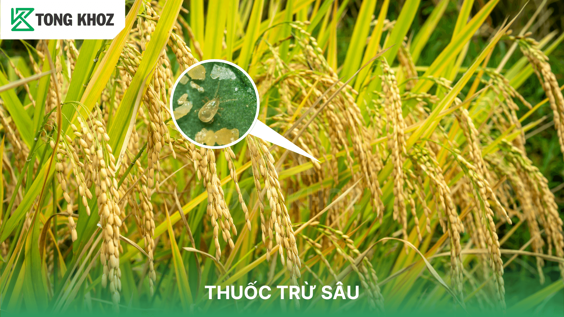 THUỐC TRỪ SÂU